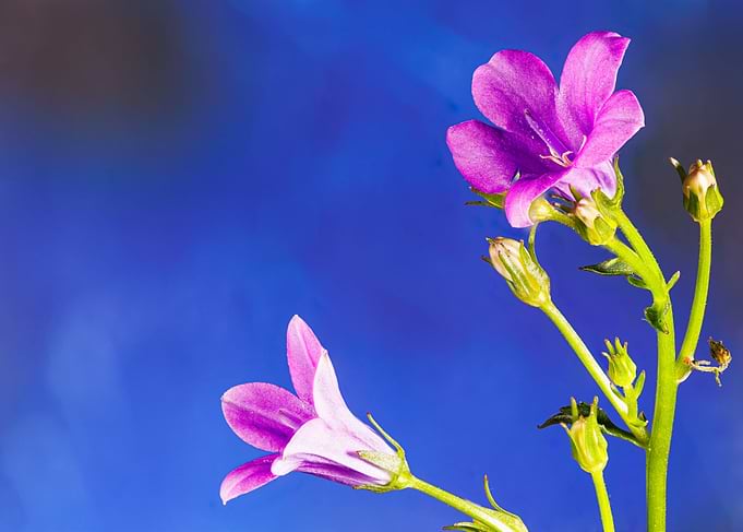 Ambella bellflower