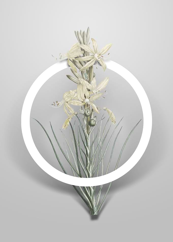 Yellow Asphodel Flower Art
