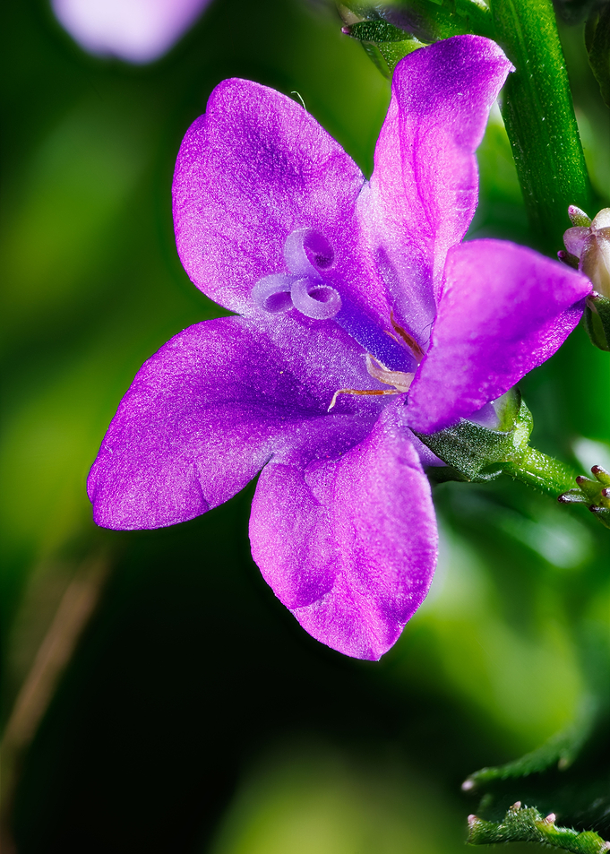 Ambella bellflower