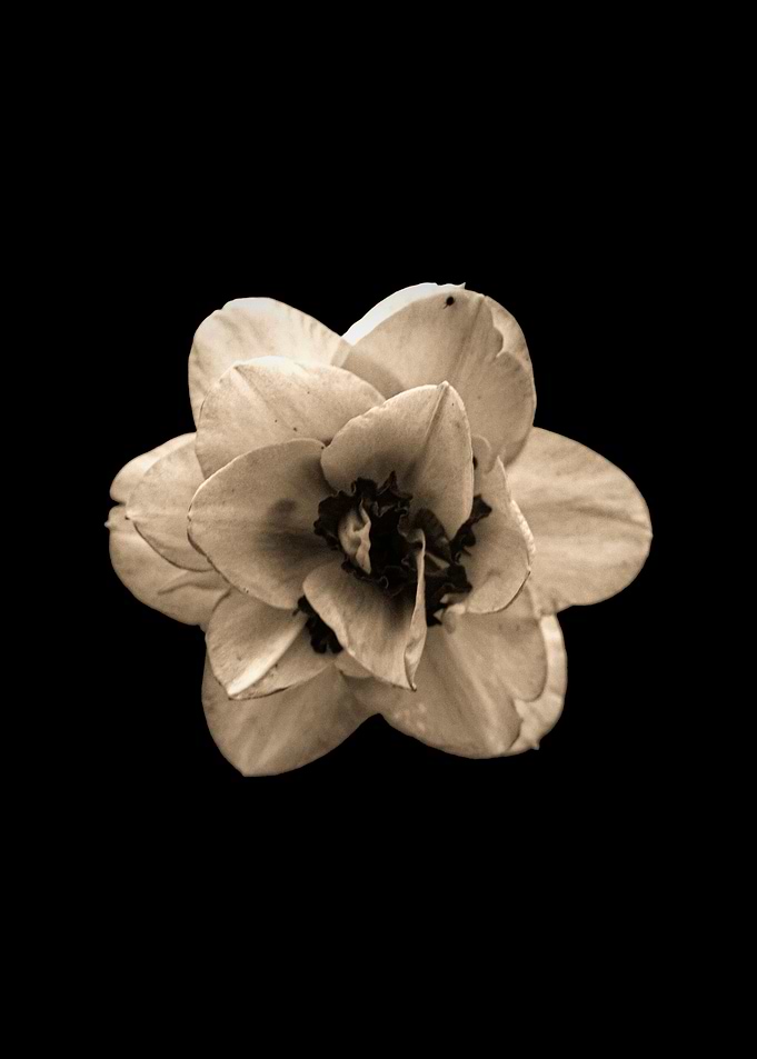 Narcissus