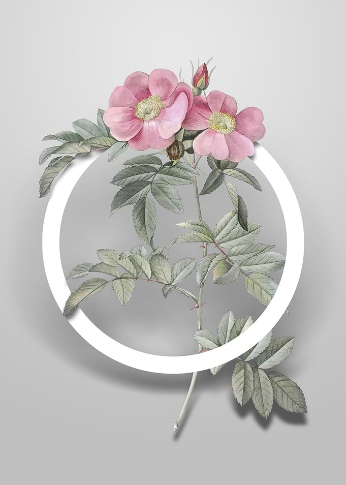 Shining Rosa Lucida Flower