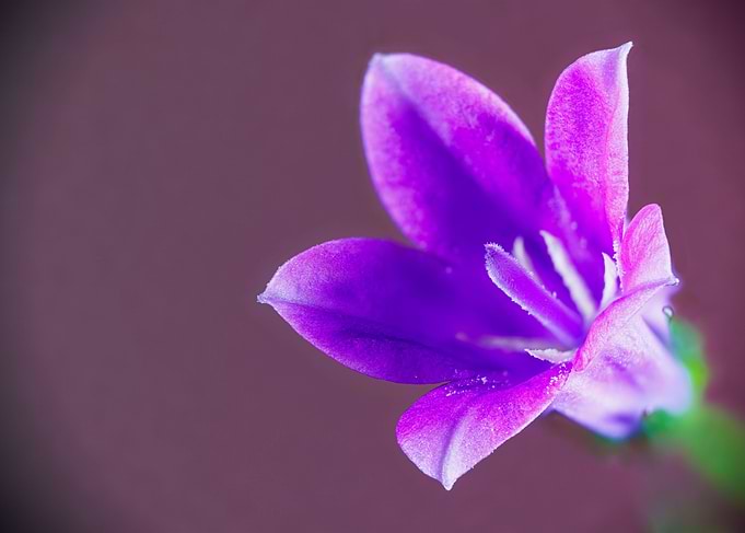 Ambella bellflower