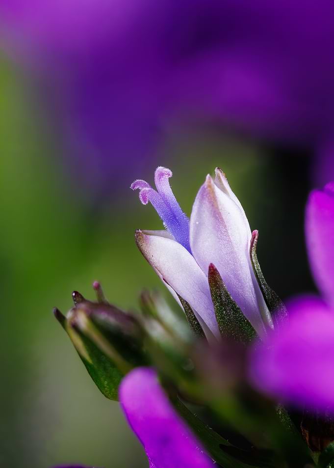Ambella bellflower