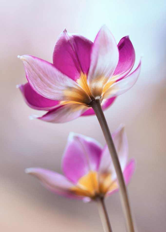 Botanical Tulips