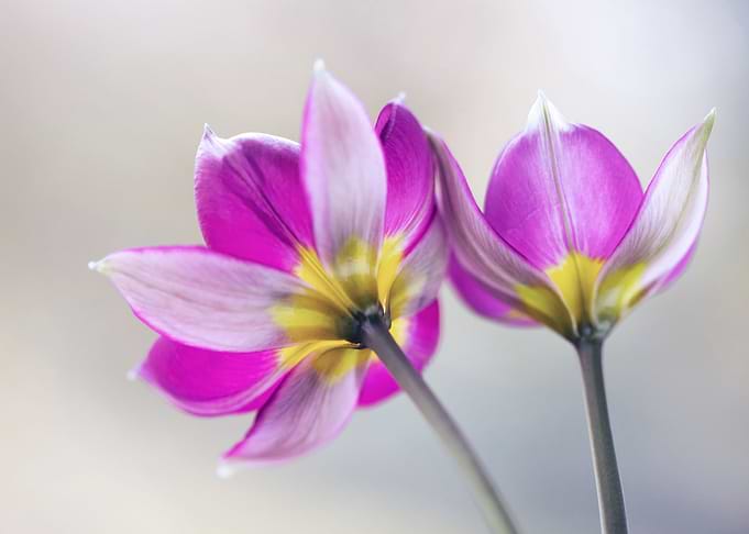 Botanical Tulips