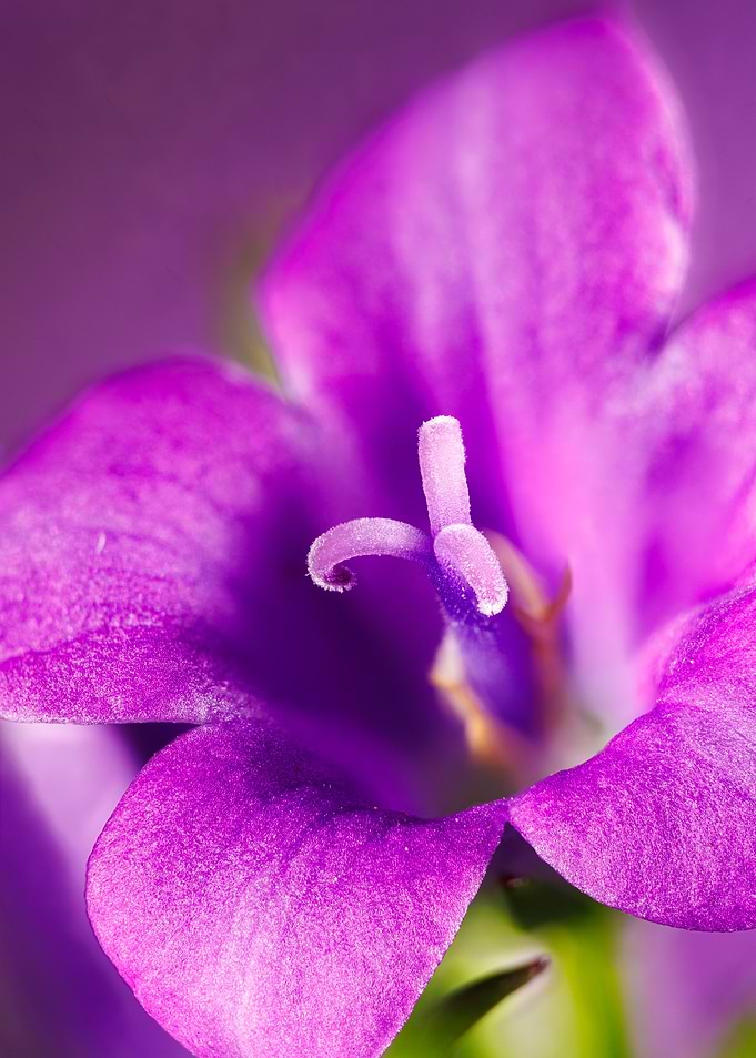 Ambella bellflower