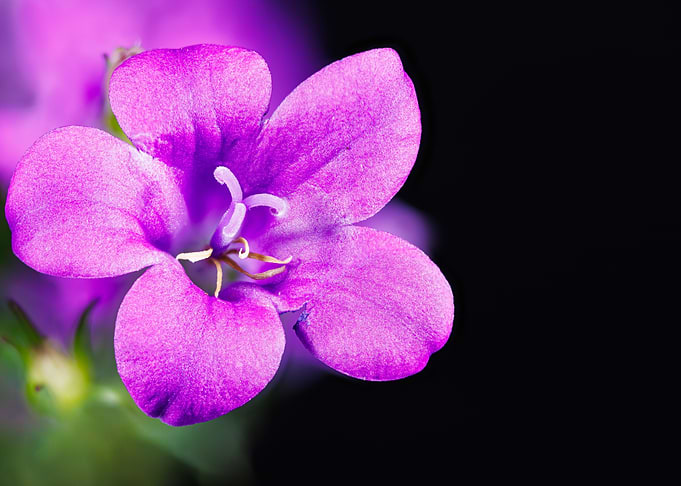 Ambella bellflower