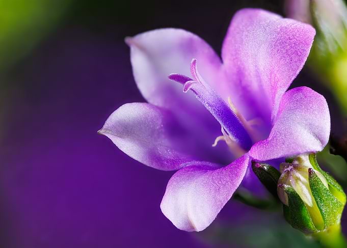 Ambella bellflower