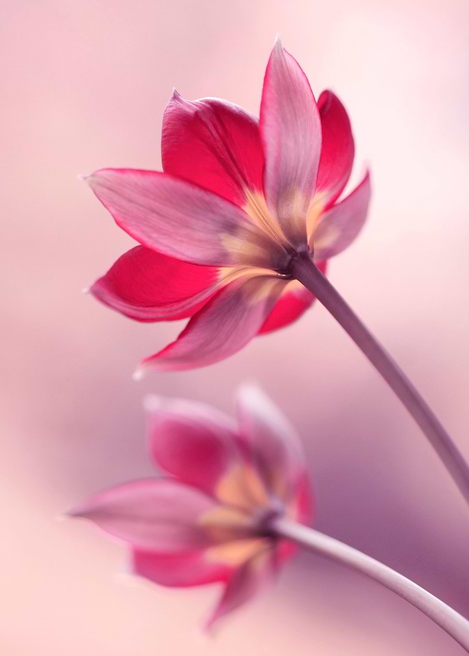 Botanical Tulips