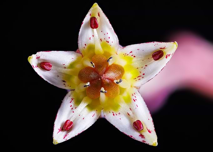 Graptopetalum paraguayense