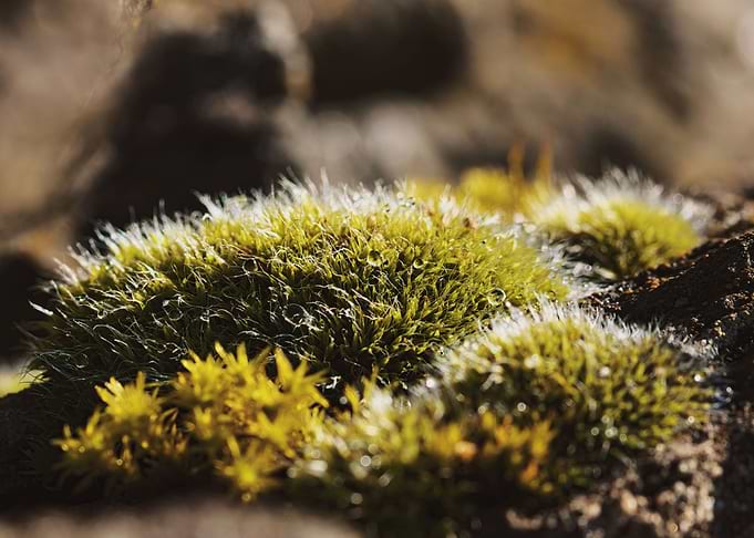 Surreal Macro Moss