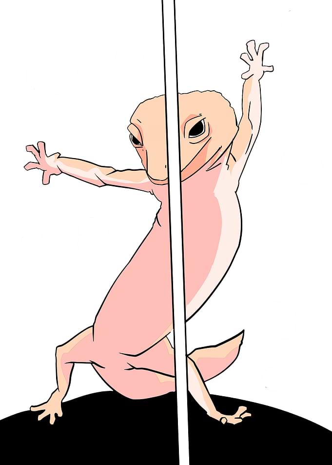 dancing gecko