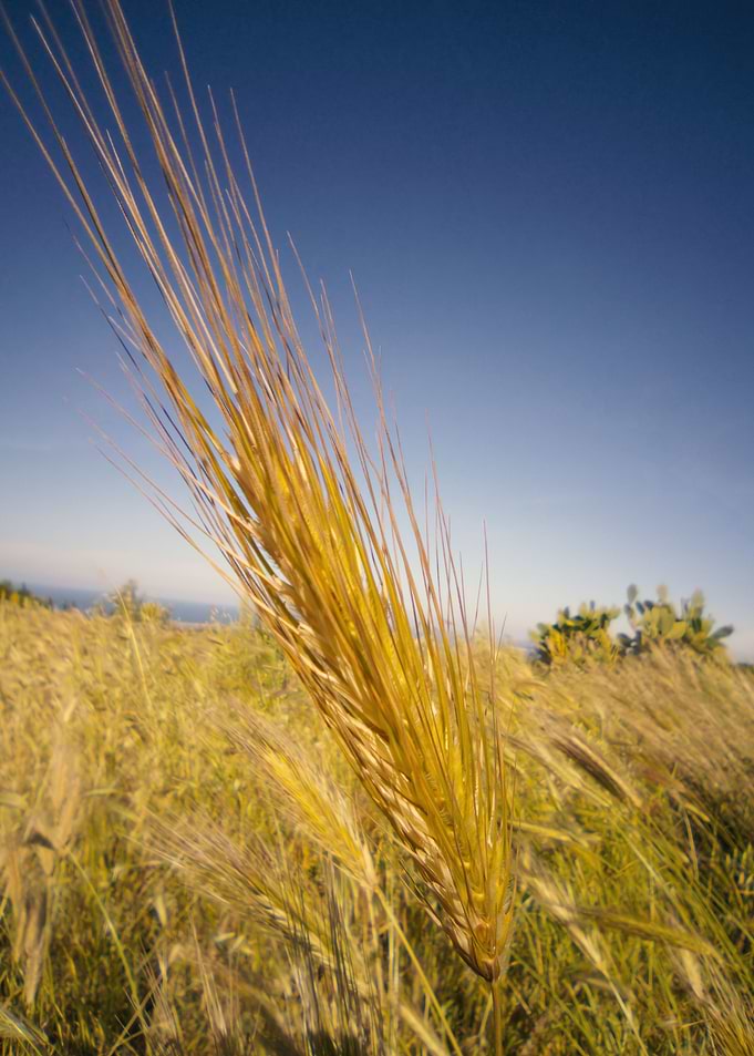 Ear of wheat curved golden