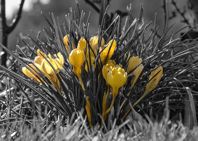 Yellow Flowers Colorkey