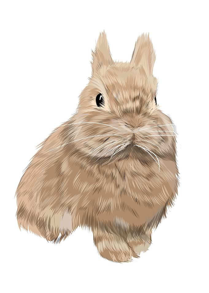 Hare rabbit