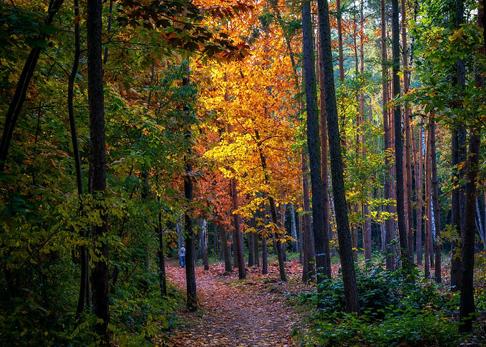 Forest Autumn Scenery