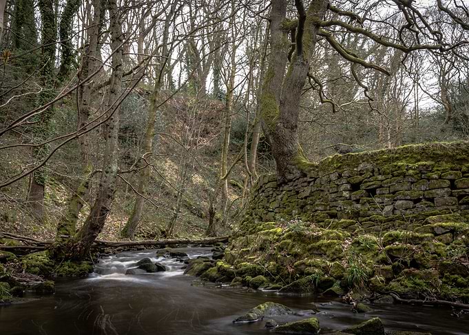 Dark Forest River