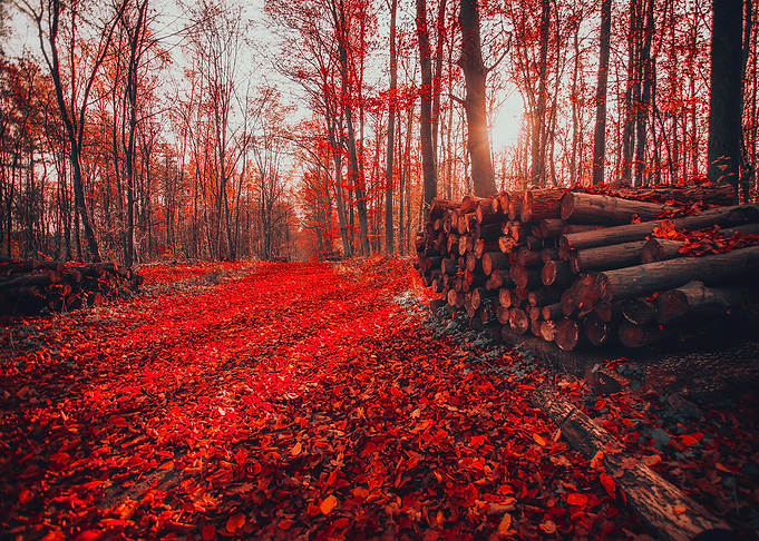 trees Red leaf