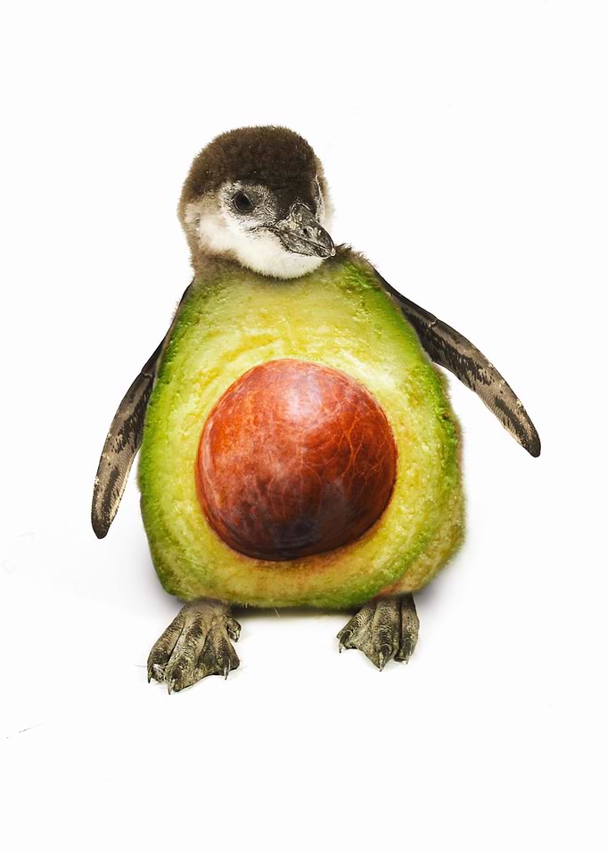 Avocado Belly