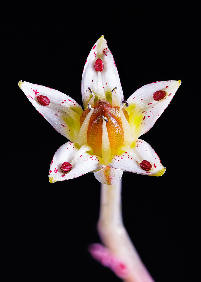 Graptopetalum paraguayense