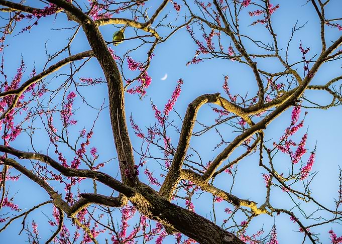 Pink Cherry trees and moon