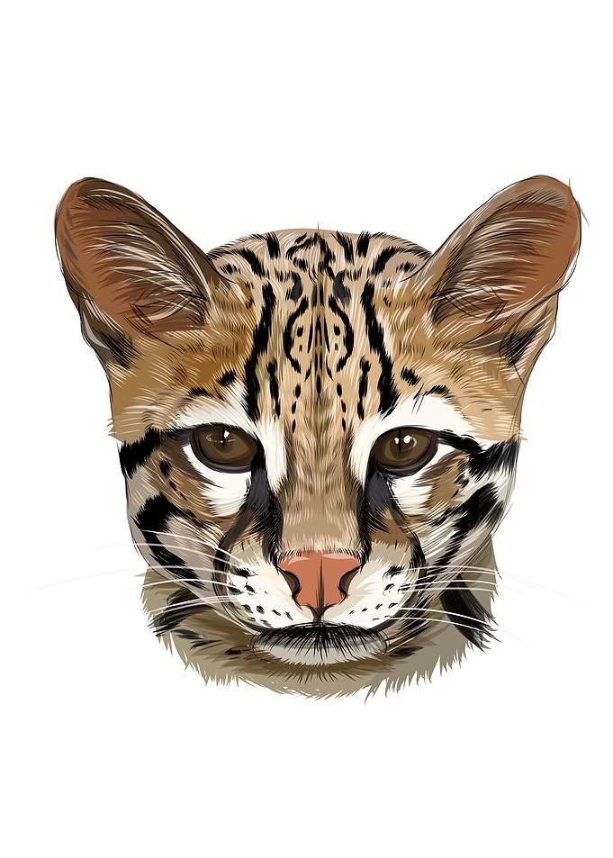 Ocelot bengal wild cat