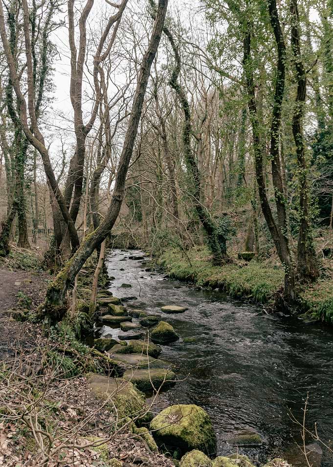 Old Forest River