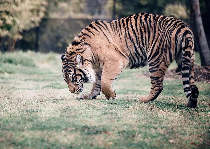 Majestic Tiger