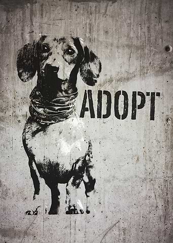 Dachshund Dog Adopt