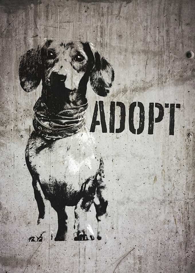 Dachshund Dog Adopt