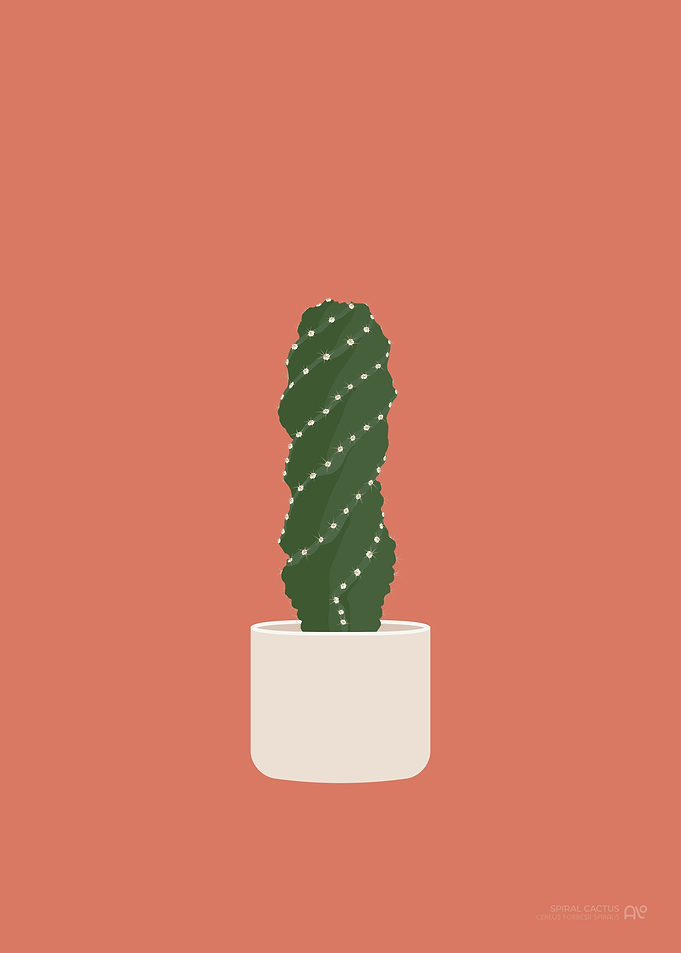 Spiral Cactus Illustration