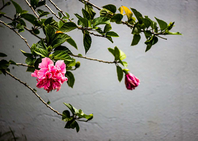 flower