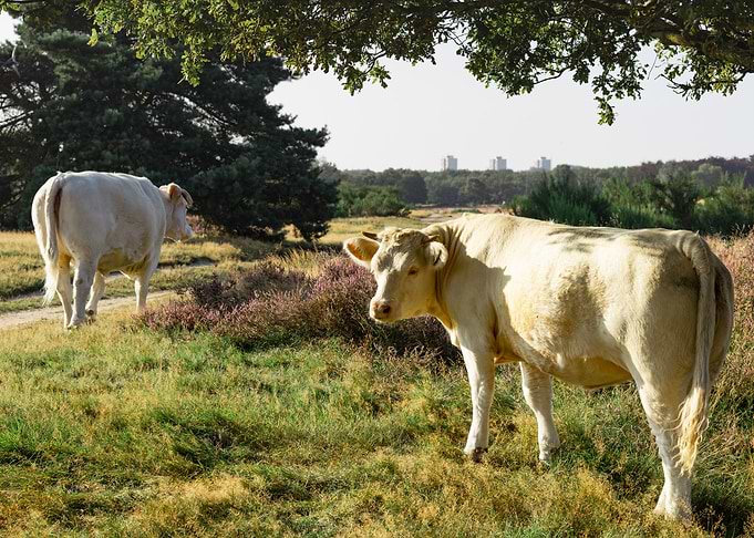 Cow