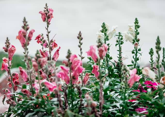 flowers