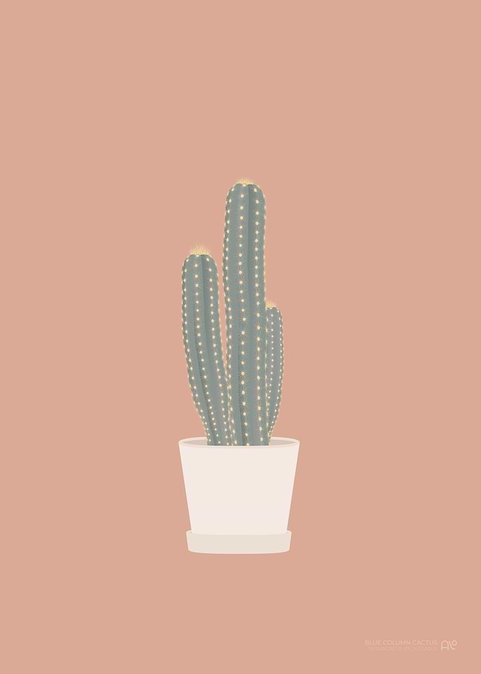 Blue Column Cactus