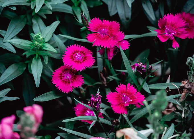 flowers