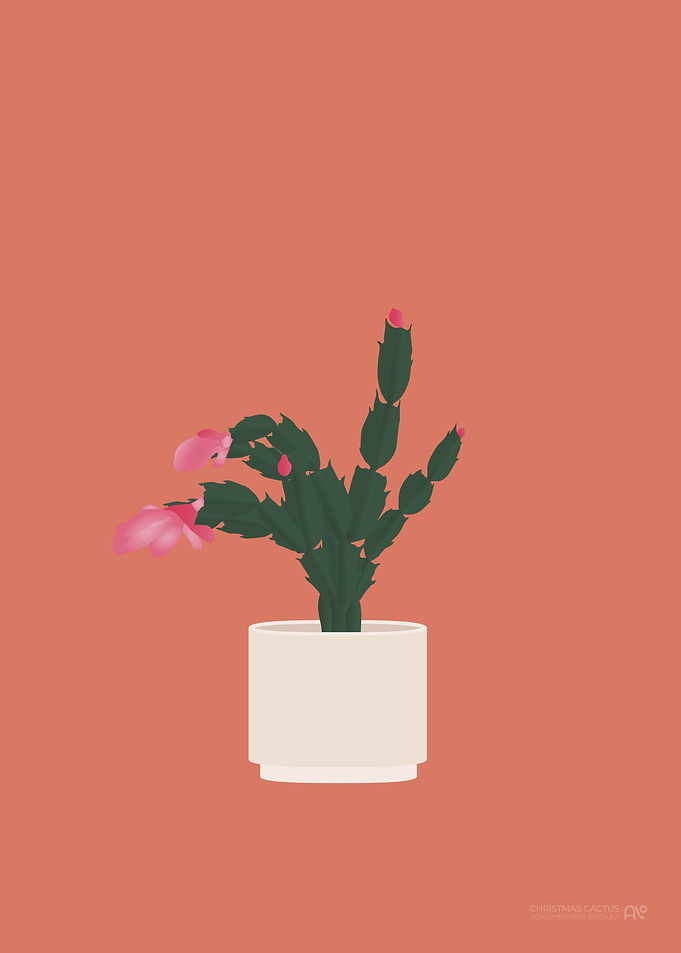 Christmas Cactus