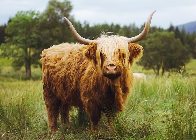 Cow