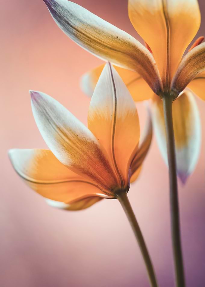 Botanical Tulips