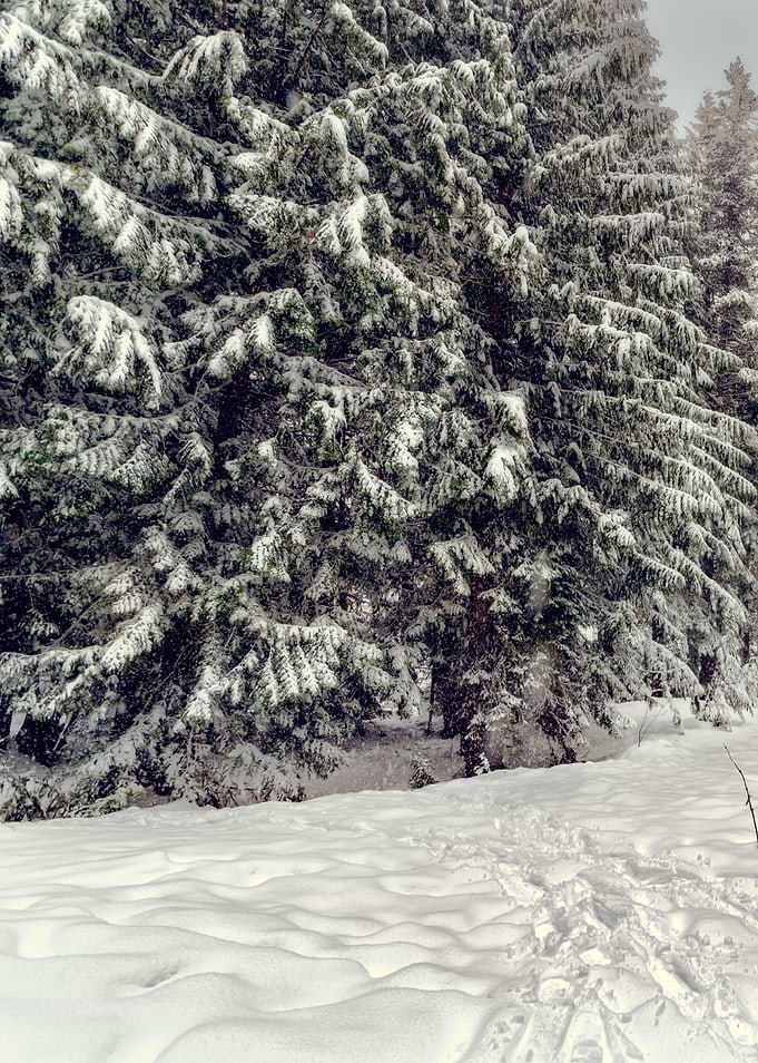 Snow Tree Forest