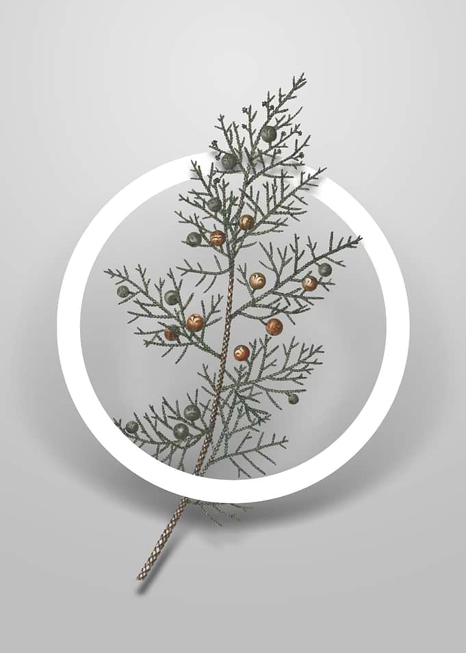 Phoenicean Juniper Flower