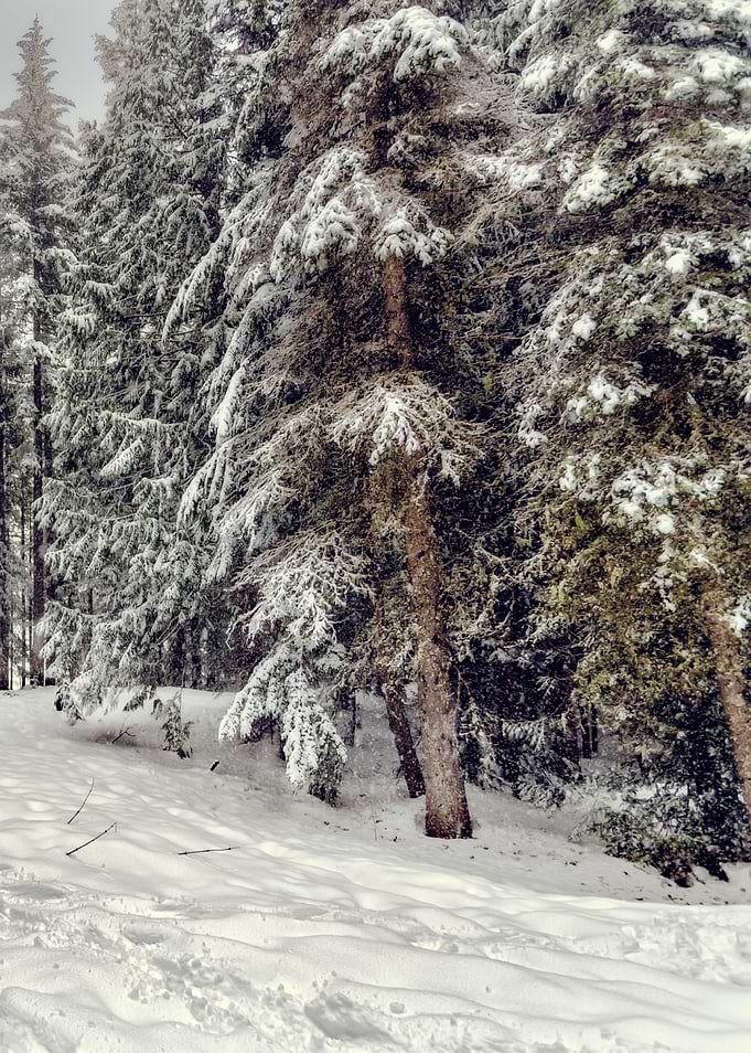 Snow Forest Tree