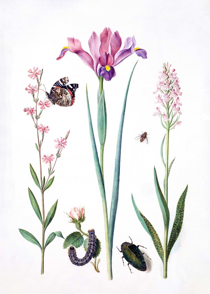 Catchfly with admiral rose