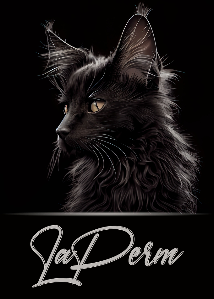 LaPerm Portrait