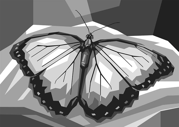 Gray butterfly