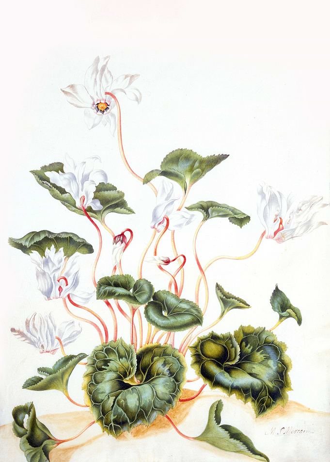 White Cyclamen