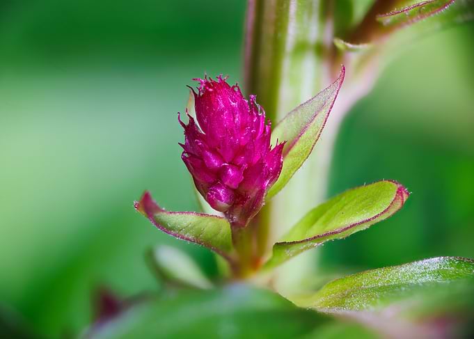 Macro of a celosia