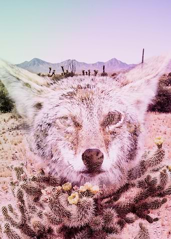 Wild Desert