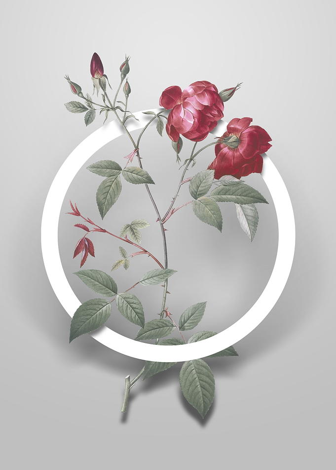 Velvet China Rose Flower