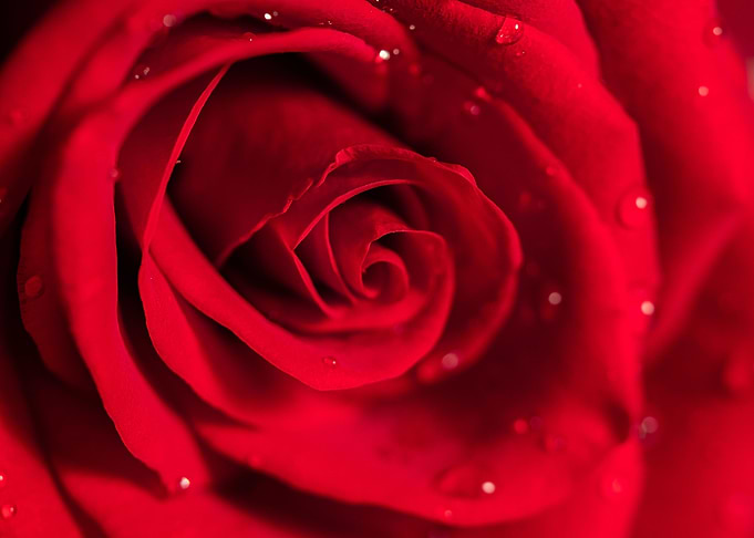 Red rose